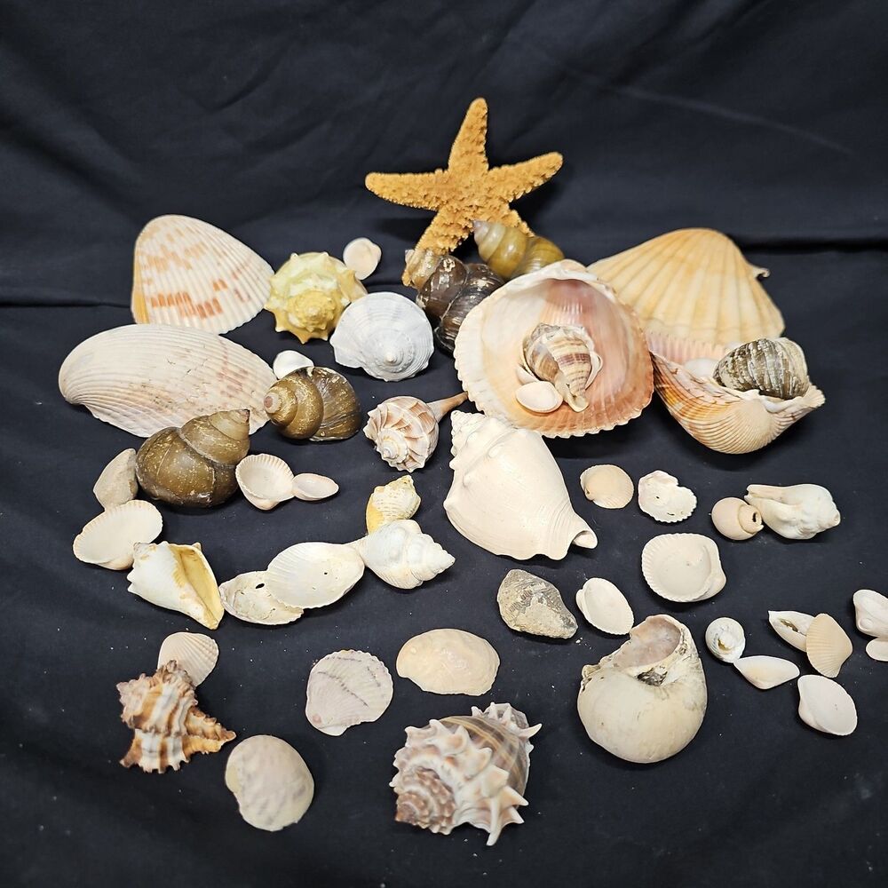 Natural Seashell Lot 45+ Pieces